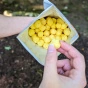 Boulder Canyon Canyon Poppers Made With Avocado Oil Aged White Cheddar Lifestyle
